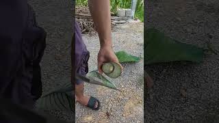 Download lagu #farming #enjoyrurallife #naturerurallife #rurallife #vegetables #garden #rogator #short mp3