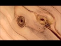 The Atlas Moth - Collider 
