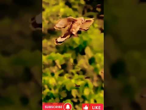 صقر يقضي على كل الطيور في لحظه #shorts