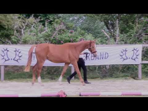 Olympea von Donaudichter