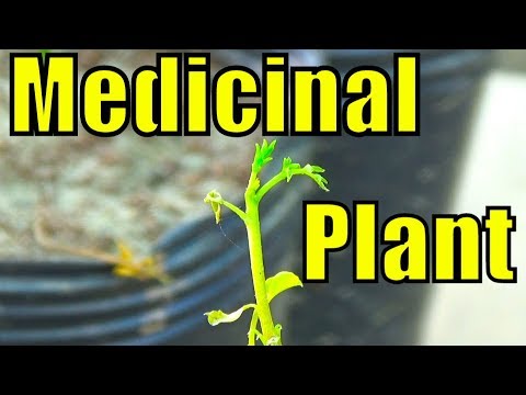 Growing Moringa Plant | Medicinal Plant | Health Is Wealth (Urdu/Hindi)