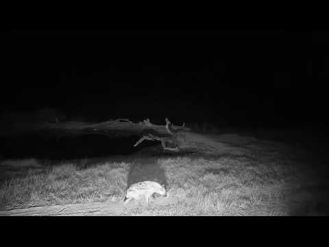 Djuma: Lone Hyena walks past Vuyatela Pan - 23:58 - 05/02/19