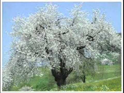 download lagu mp3 mp4 Cerisier D Amour, download lagu Cerisier D Amour gratis, unduh video klip Cerisier D Amour