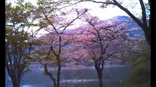 【トイデジ】2024年　桜 ③【奥多摩湖】【デジタルハリネズミ】【vlog】【ブイログ】#Japan #photography #ToyCamera