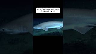Download lagu This Shark Has SIX Gill Slits! 🦈 mp3