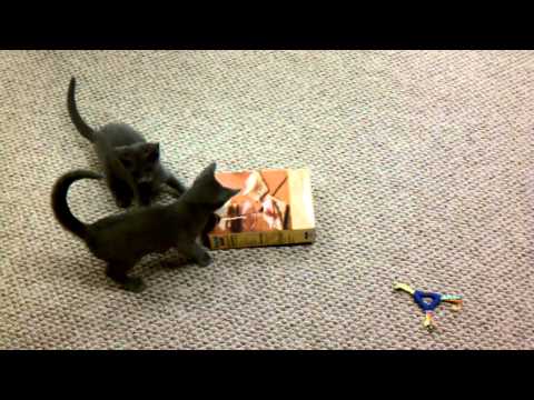 Kitten Battering Ram
