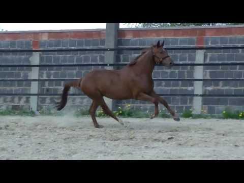 Queen of Hearts, Stute, *2009, von Quaterback - Weltmeyer