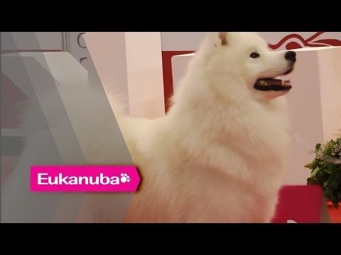 World Dog Show 2013 - Group V Judging