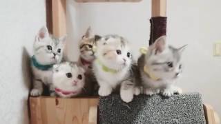 animales gatitos lindos