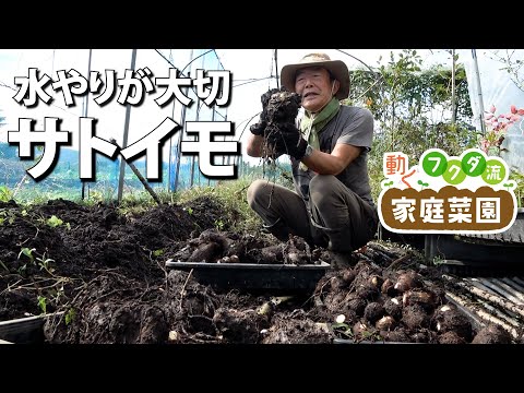 苗の水やりシート：水やりのタイミングを判断する要素とその方法は？  庭園