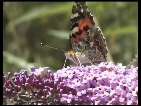 Irreparabel Metamorphose