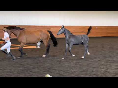 KWPN NA - Virtual Futurity Entry 2021