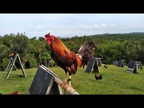 sweater yellow legged hatch brown red