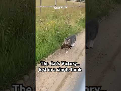 The Cat’s Victory… Lost in a Single Honk! 😂🐱