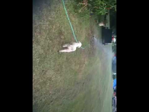 Zelda meets the sprinkler