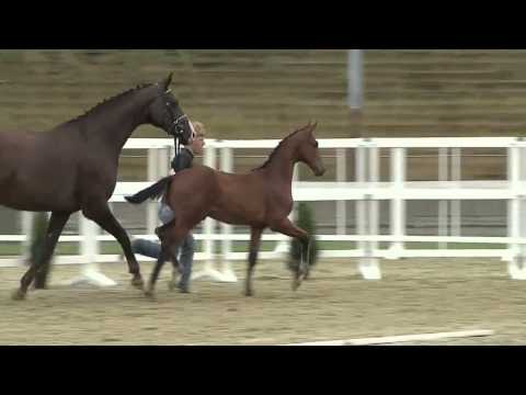 Colt by Grey Flanell x Don Romantic