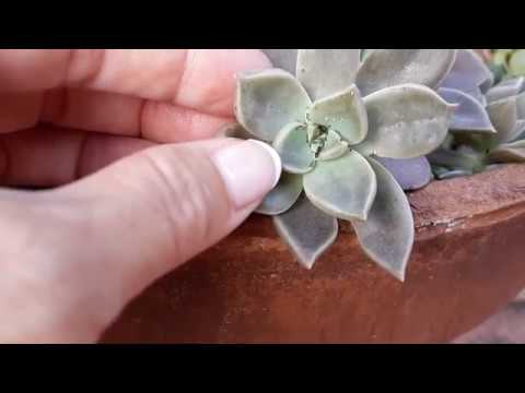 Preparamos alcohol de ajo