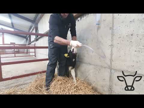Stomach Tubing a Calf with Summerhill Farm Vets