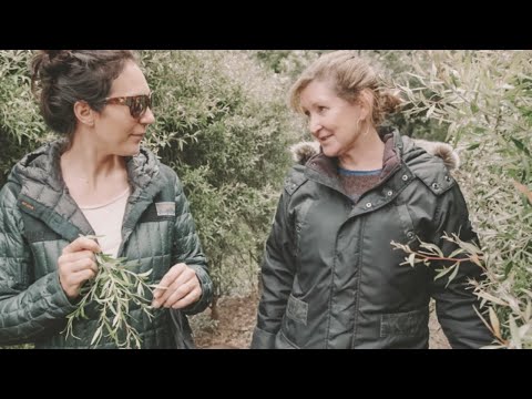 Learning Aussie Bush Tucker w/ Jude Mayall (River Mint, Warrigal Greens, Pigface, Dianella, TeaTree)