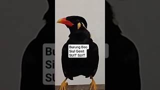 Download lagu Suara Burung Beo Siul Genit SUIT SUIT #shorts #beo mp3