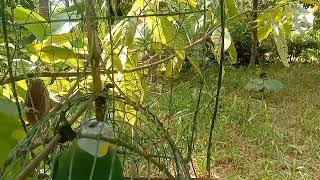 Download lagu suara pikat burung walik kembang 💯ampuh buat pikatan mp3