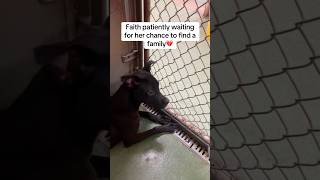 Video preview image #1 American Staffordshire Terrier-Unknown Mix Puppy For Sale in Huntley, IL, USA