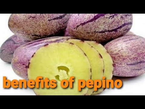 , title : 'pepino si buah super yang kaya manfaat | pepino rich benefits | fimu channel'