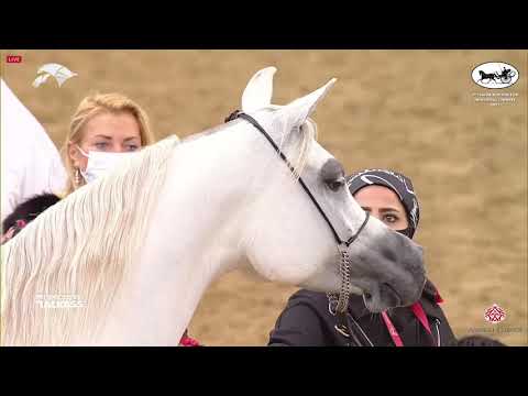 N 132 HAOUAYEL AL SHAQAB   6th Qatar Nat  Arabian Peninsula HS for individual Owners   Mares 4 6 Yea