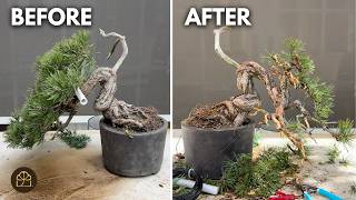 Mastering Bonsai: Bold Move, Dramatic Results | Never a Mistake!