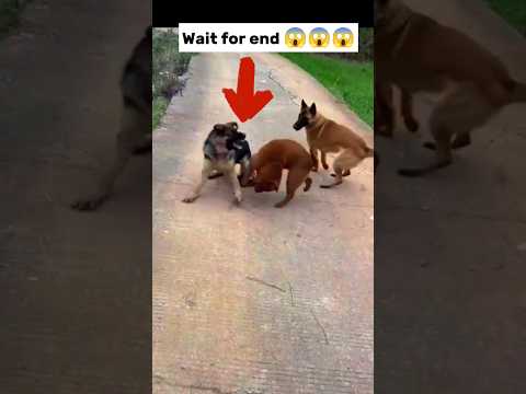 real gang war dog video | street dog fight video| #shorts #dog #dogfight #dogs #fight