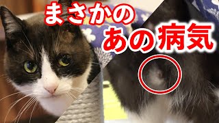 猫がまさかのアノ病気に…猫飼いさんは必見！
