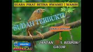 Download lagu SUARA PIKAT HWAMEI WAMBI BETINA, JANTAN 💯% RESPON, GACOR BONGKAR ISIAN mp3