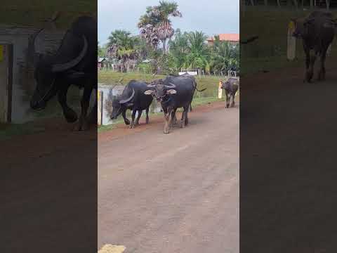 #shorts #shortvideo #animal