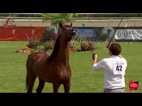 N.42 B FAWAZ - Chantilly 2019 AHO World Cup - Yearling Colts (Class 6B)