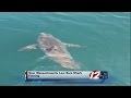 9 Year Old Jumpstarts Mass Shark Finning Law