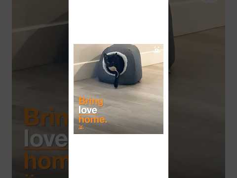Youtube Video Embed