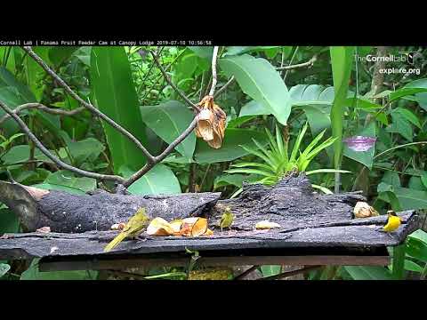 Pair of Buff-throated Saltators Join Thick-billed Euphonias On Feeder – July 10, 2019