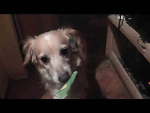 L' ADORABILE CAGNETTA BELL CHE MANGIA UN PREMIO