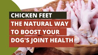 IS CHICKEN FEET GOOD FOR DOGS
