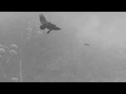 LEMNA - The Raven's call