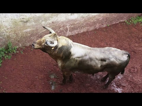 RB Bulls - Wild & Dangerous - Curro Sanjoaninas 2022 - Ilha Terceira - Açores