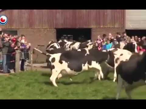 Коровы впервые за 6 месяцев увидели зеленую траву