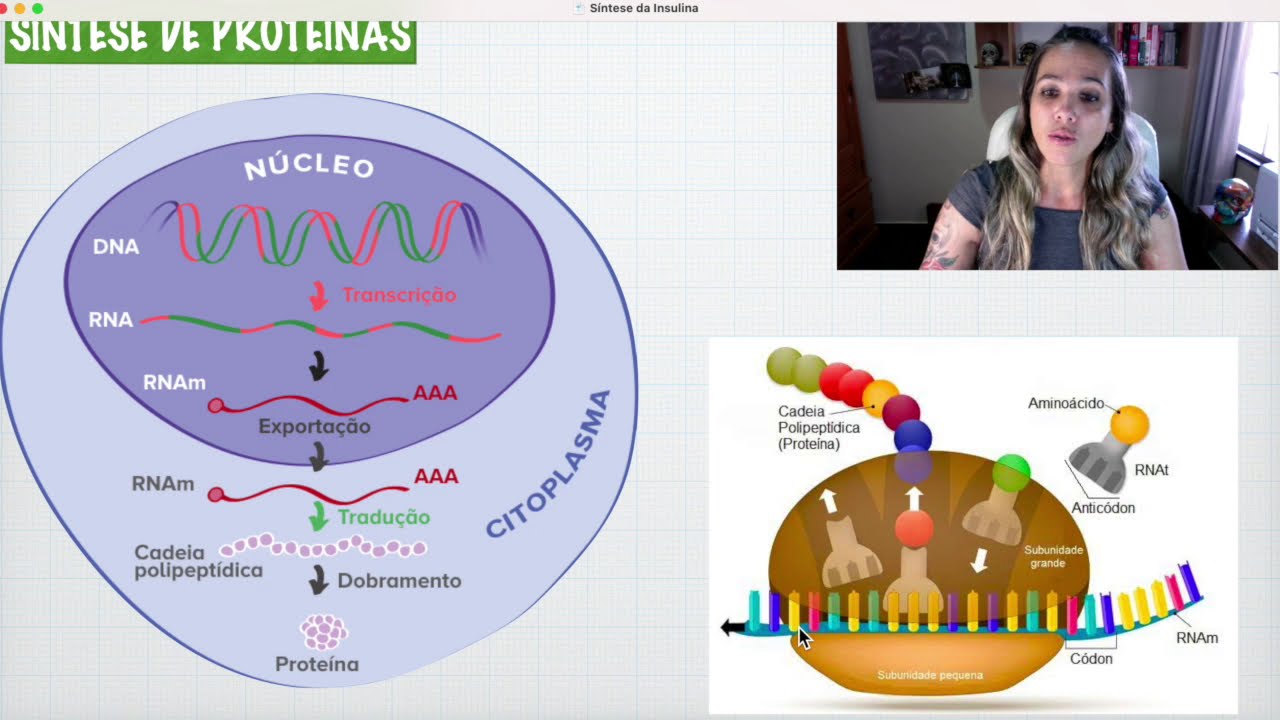 Síntese da Insulina Parte 1