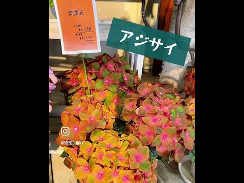 アジサイの開花を長持ちさせるにはどうすればよいですか？重要なアクションに焦点を当てる  庭園