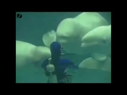 Mamíferos marinos y burbujas toroidales