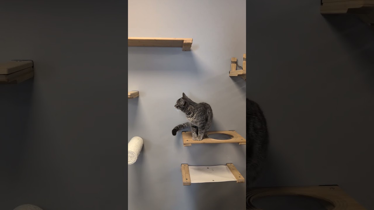 Enlarge Kenny, a Adoptable Domestic Short Hair in Nowata, OK video 6/6