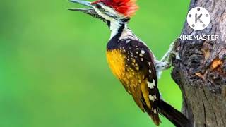 Download lagu mp3 burung pelatuk bawang buwat masteran murai batu kacer dll sangat ampuh mp3