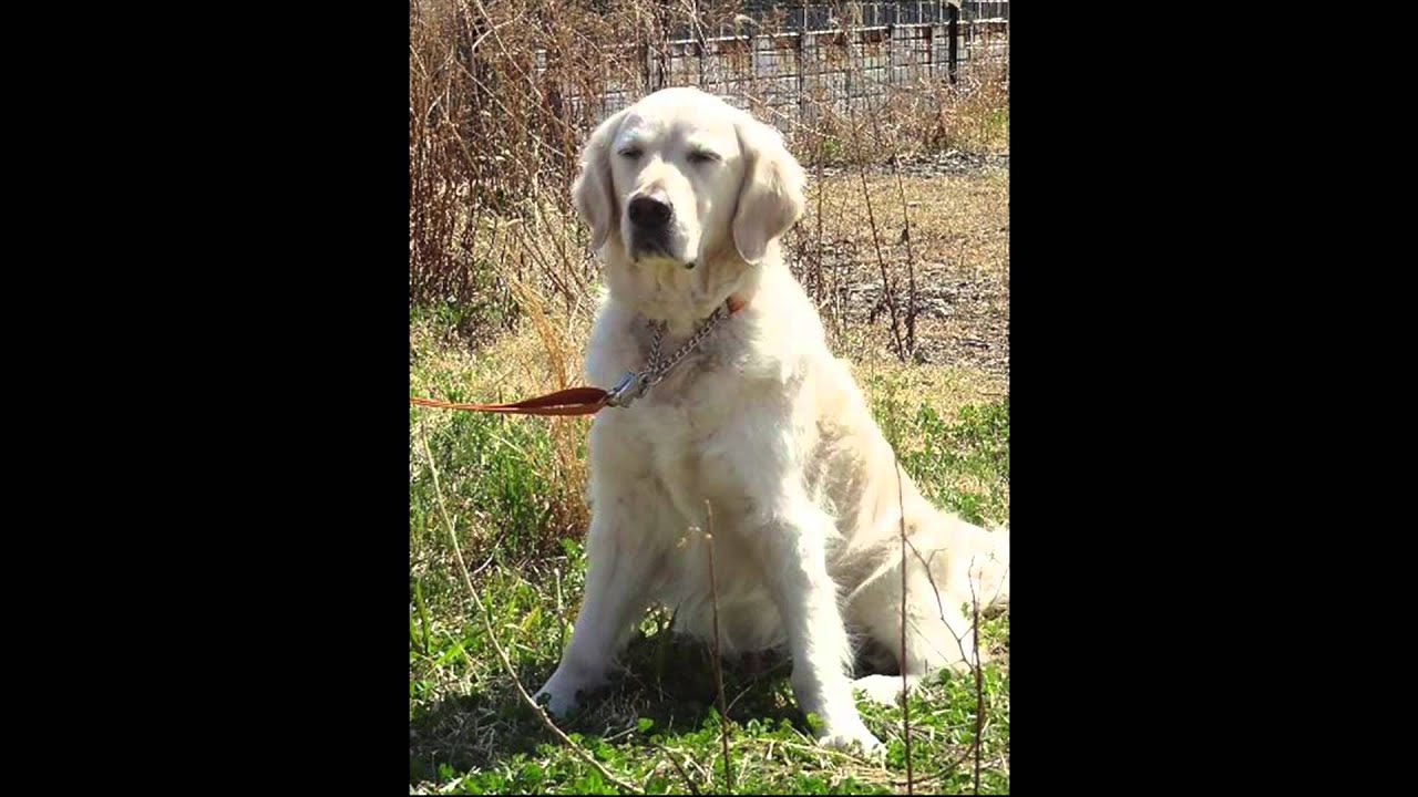 Spreading smiles in hospitals, the power of a Facility Dog | Yuko Morita & Bailey | TEDxShimizu