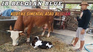Download lagu CATTLE COW || STRONG TO BELGIAN BLUE OR SIMENTAL COW TYPE❓ mp3