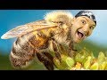 HUMMING VITEK Bee Simulator
